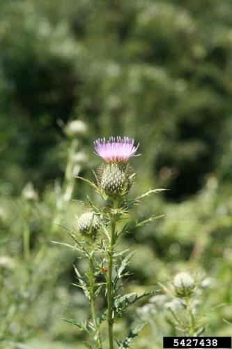 Look-alike: field thistle (Cirsium discolor) flower bud bracts have silver stripe and a spine.
