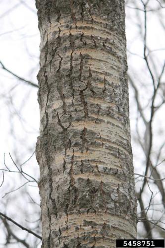 Look-alike: bigtooth aspen (Populus grandidentata) bark is smooth and thin, green or yellowish gray on younger branches and the upper trunk. Older bark at the base of trunk becomes thick and dark gray/brown with coarse ridges and deep furrows.