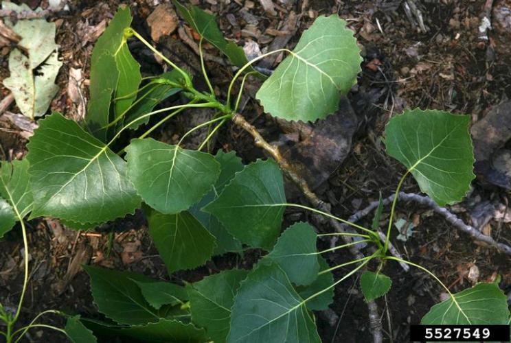Look-alike: bigtooth aspen (Populus grandidentata) has leaves that are large, coarse and have blunt teeth are all along the edges. 