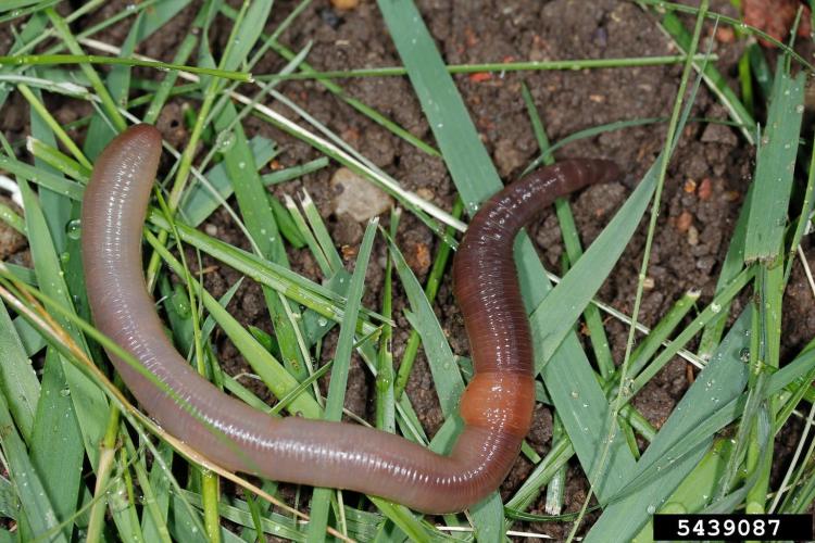 Look-alike: common earthworm.
