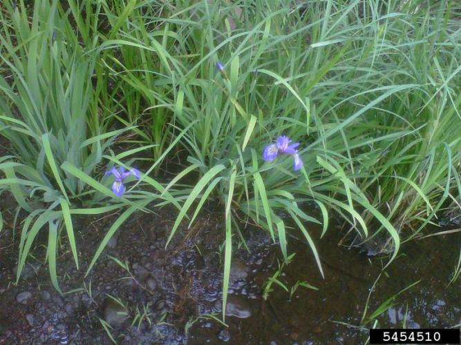 Look-alike: harlequin blue flag iris (Iris versicolor), native to North Ameriva,  only looks alike when not in bloom.
