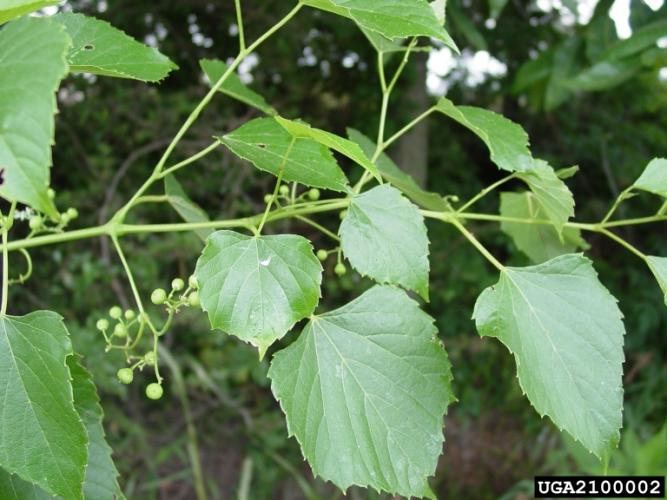 Look-alike: heartleaf peppervine (Ampelopsis cordata) leaves are toothed to obscurely lobed.