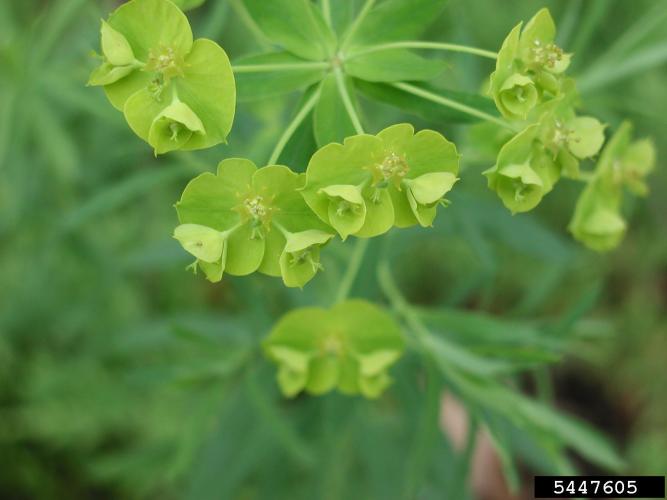 Look-alike: leafy spurge: leaves are lance shaped, smooth and 1-4 in. long. They are arranged alternately along the stem, becoming shorter and more ovate towards the top of the stem.