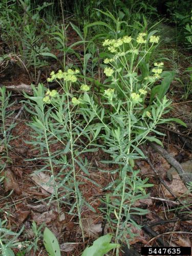 Look-alike: leafy spurge: leaves are lance shaped, smooth and 1-4 in. long. They are arranged alternately along the stem, becoming shorter and more ovate towards the top of the stem.