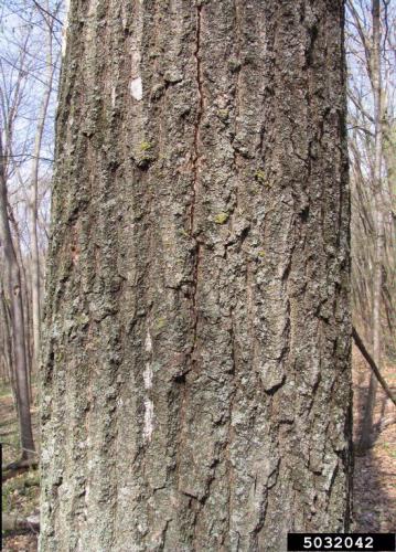 Oak wilt: vertical cracks indicate the presence of spore mats under the bark.