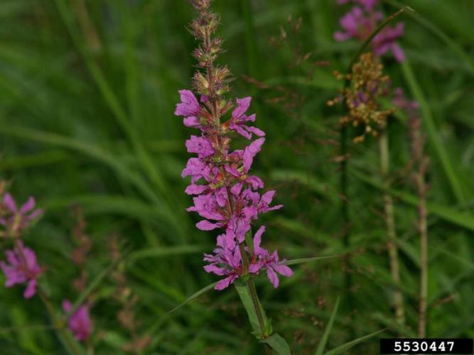 Purple loosestrife: pink to purplish flowers develop in long spikes at the tops of the stems.