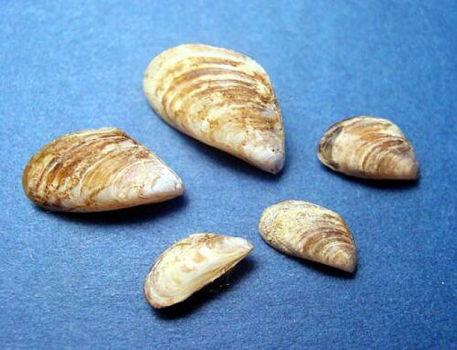 Quagga mussel shells