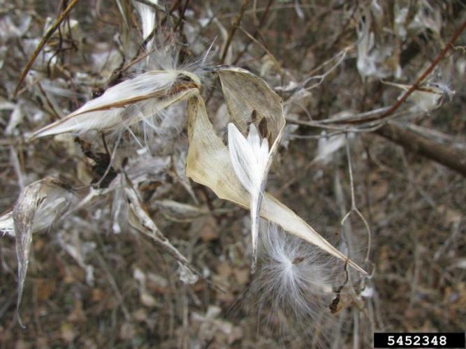 Pale swallowwort: fruits are similar to milkweed pods. They are slender, 2-3 in. long and split to reveal small seeds with tufts of white hairs. 