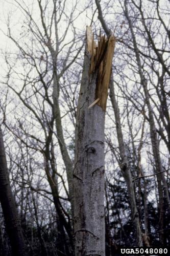 Beech bark disease: infected trees are extremely vulnerable to other environmental factors including drought, diseases, and insects. Many infected trees succumb to “beech snap”, where compromised trees are snapped by high winds.