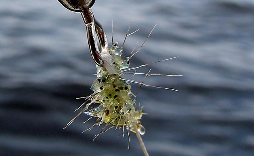 Spiny waterfleas caught on fishing tackle