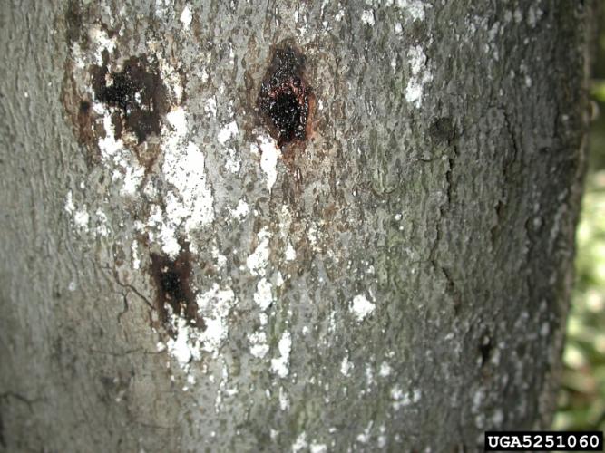 Beech bark disease: white, wooly wax from beech scale and tarry spots.