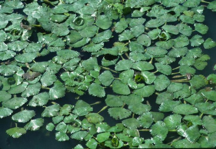 planting water chestnuts