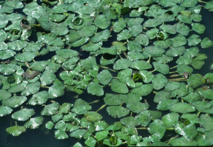 Close-up of water chestnut rosettes