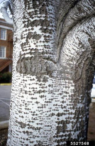 White poplar: bark on young trees is smooth and greenish white becoming gray and wrinkled, as trees age.
