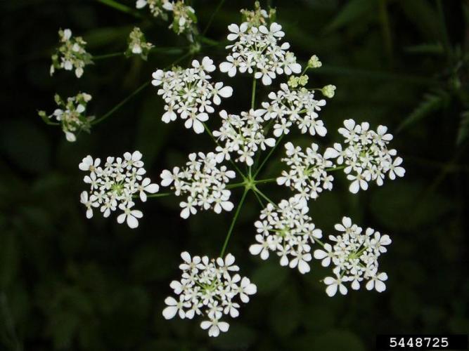 Wild chervil: umbels of this plant are large, having 6-15 rays that can reach up to 1.5 in. in length. The flowers are white and have 5 notched petals.