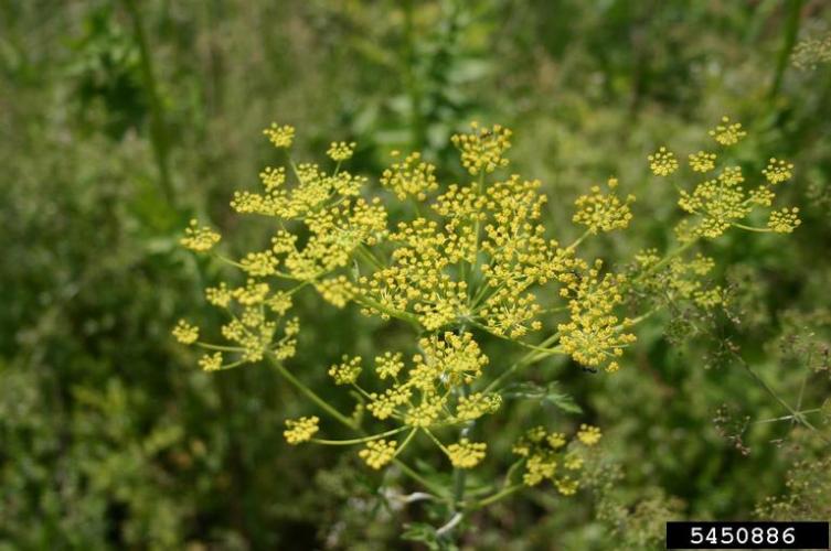 Wild parsnip: hundreds of yellow flowers develop. Flowers are arranged in an umbel.