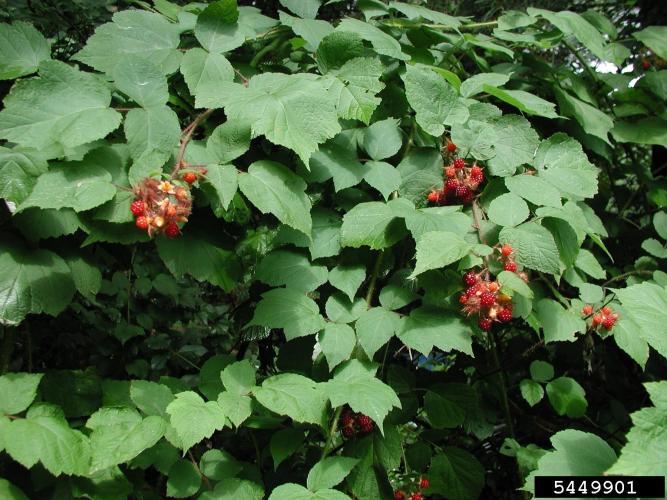 Wineberry foliage and fruit