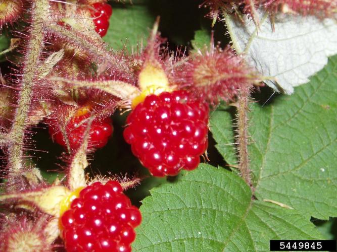 Wineberry: fruit
