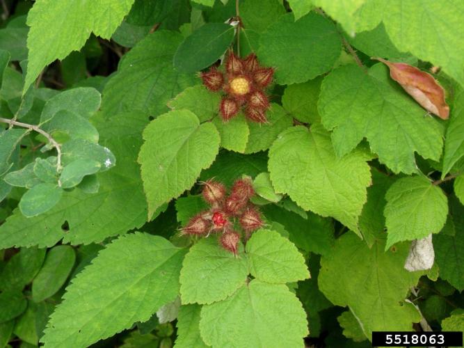 Wineberry: foliage and fruit