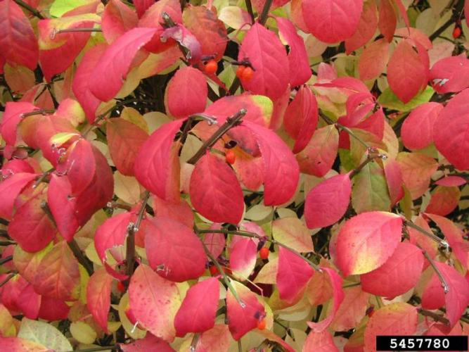Burning bush: opposite leaves, that are elliptic or oval in shape, with a finely toothed edge, that turn red/purple in the fall.
