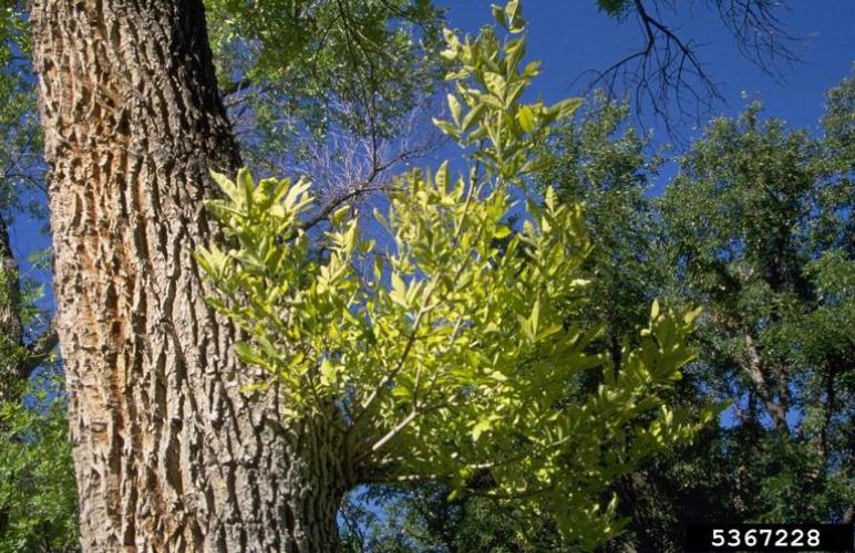 Ash yellows: witches’ brooms, clusters of upright spindly shoots of leaves on lower trunk.