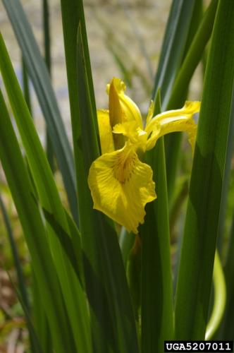 Yellow iris: flowers are usually yellow, their color can range from nearly white to cream.