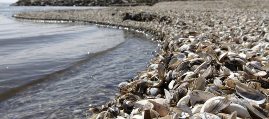 Zebra mussel shells blanket a shoreline