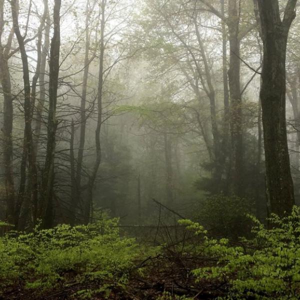 Shenandoah: The Hemlock's Last Stand | Vermont Invasives