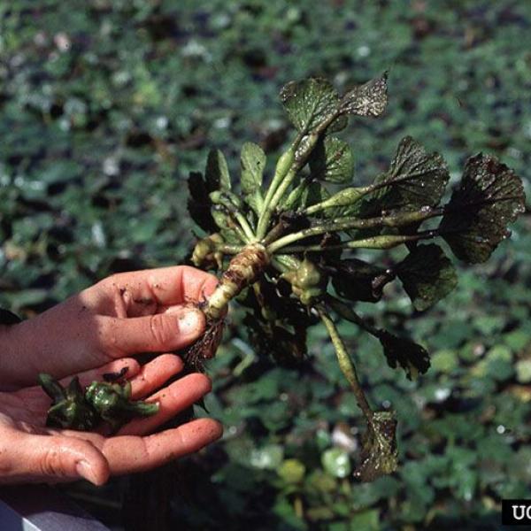 water chestnut plant