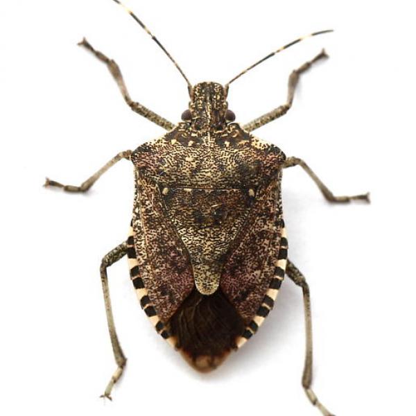 Mamorated Stink Bug in Homes