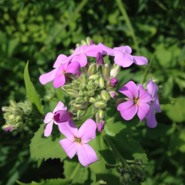 the flowers of a dame's rocket plant, showing four petals and pink/purple in color, are gathered in a cluster