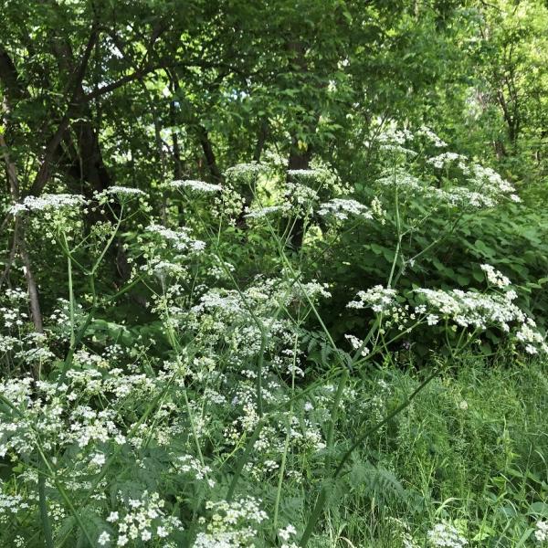 The flowers of Wild Chervil form in clusters called an umbel, almost resembling an umbrella. 