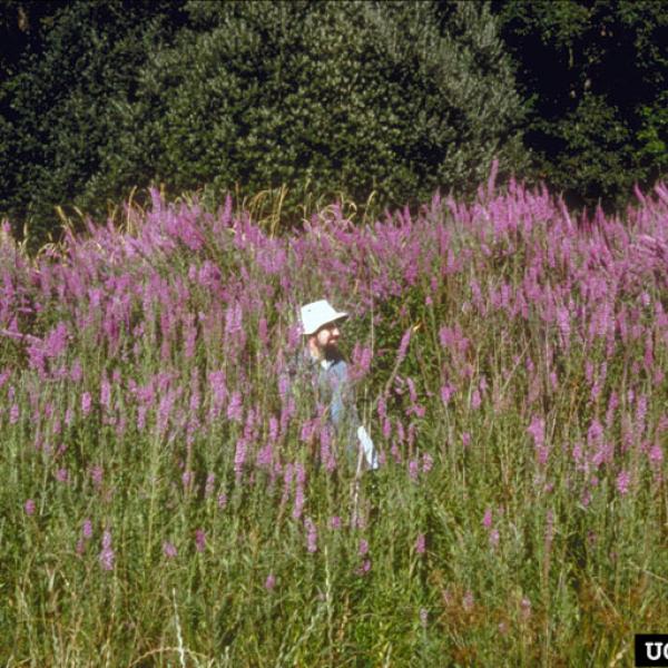 Photo: Eric Coombs, Oregon Department of Agriculture, Bugwood.org Purple loosestrife can reach heights of several meters. 
