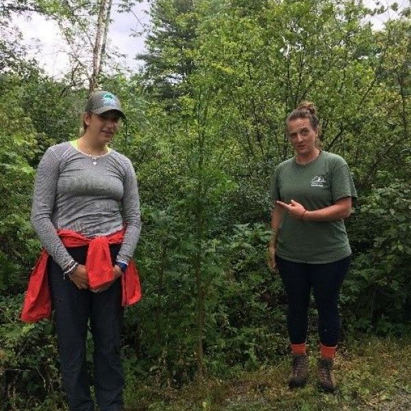 two restoration crew members pose next to a wild parsnip that is taller than them both (6 feet tall or more).