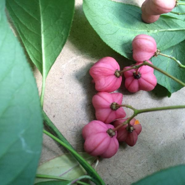 Euonymus europaeus has orange arils with pink capsules