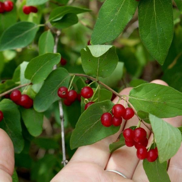 amur honeysuckle berries