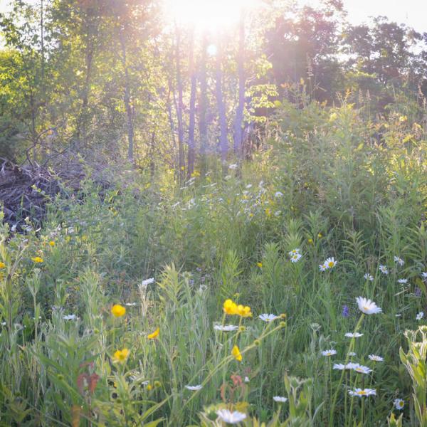 Managing Wild Parsnip | Vermont Invasives