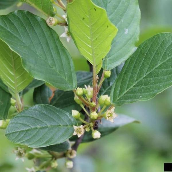 Glossy buckthorn leaves have a smooth margin, are oval to elliptical in shape, and have veins that run out to leaf edge from the mid-rib.