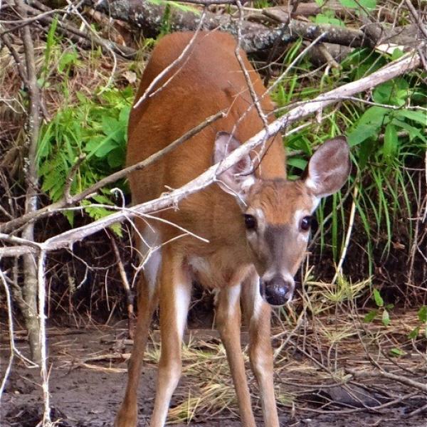 Vermont, Deer, and our Forests Vermont Invasives