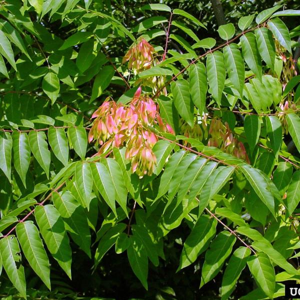 Tree of heaven leaves 