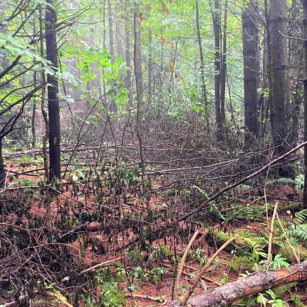 Treated buckthorn in Randolph, funded with an EQIP Contract