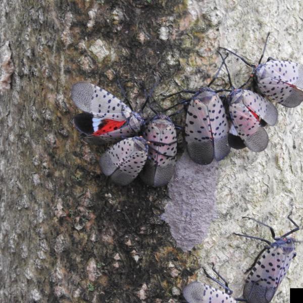 Adult spotted lanternfly on tree