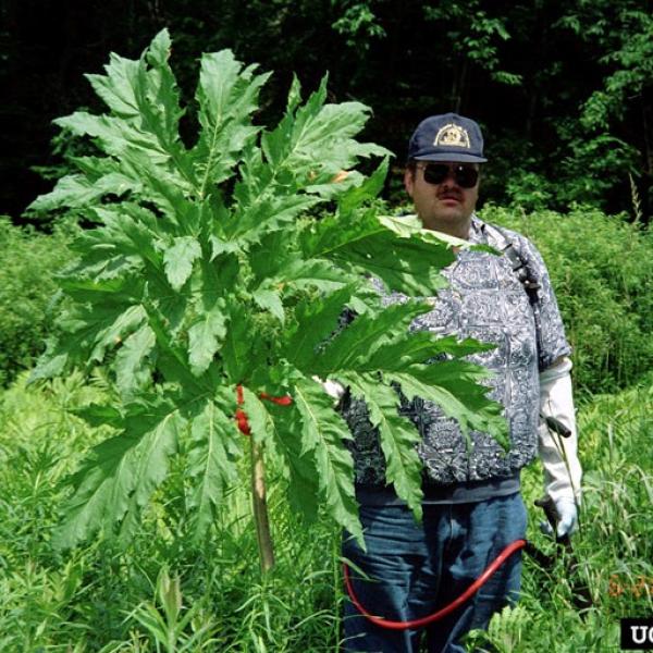 Giant hogweed