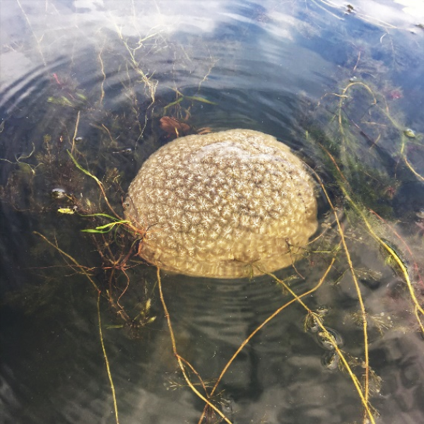 Small bryozoan community