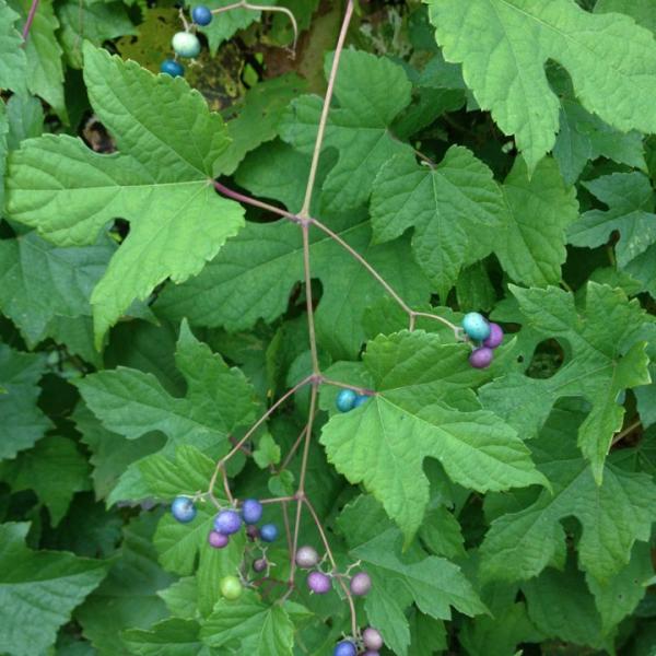 Porcelain berry leaves and fruit