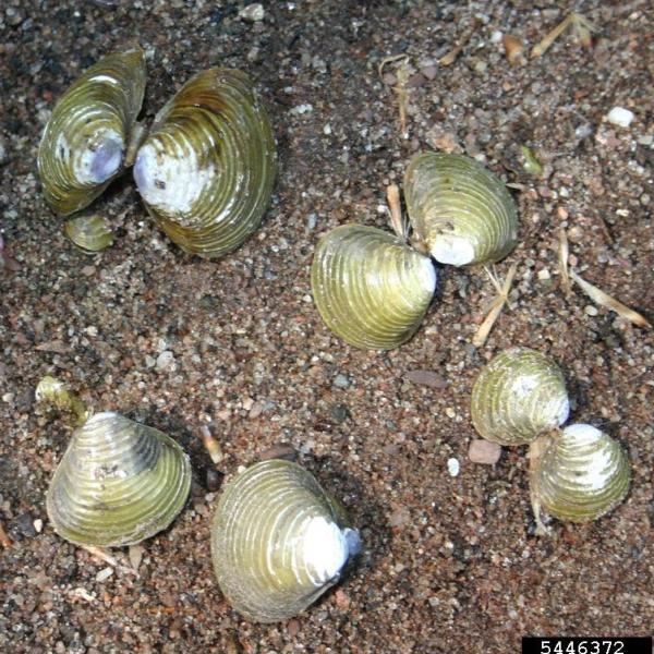 Freshwater golden clam