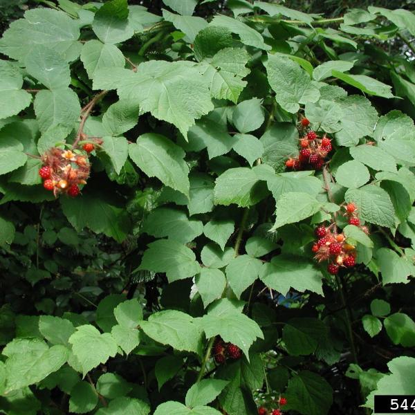 Wineberry fruit and foilage