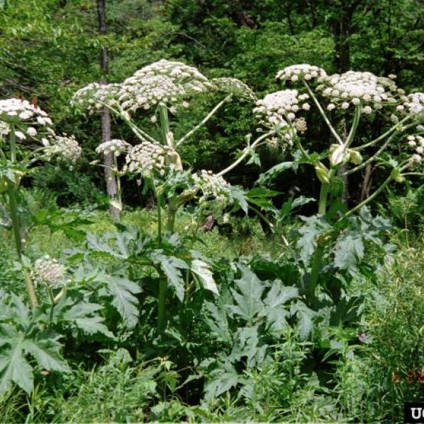 hogweed in flower