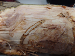 EAB larve in olive stem