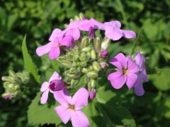 the flowers of a dame's rocket plant, showing four petals and pink/purple in color, are gathered in a cluster